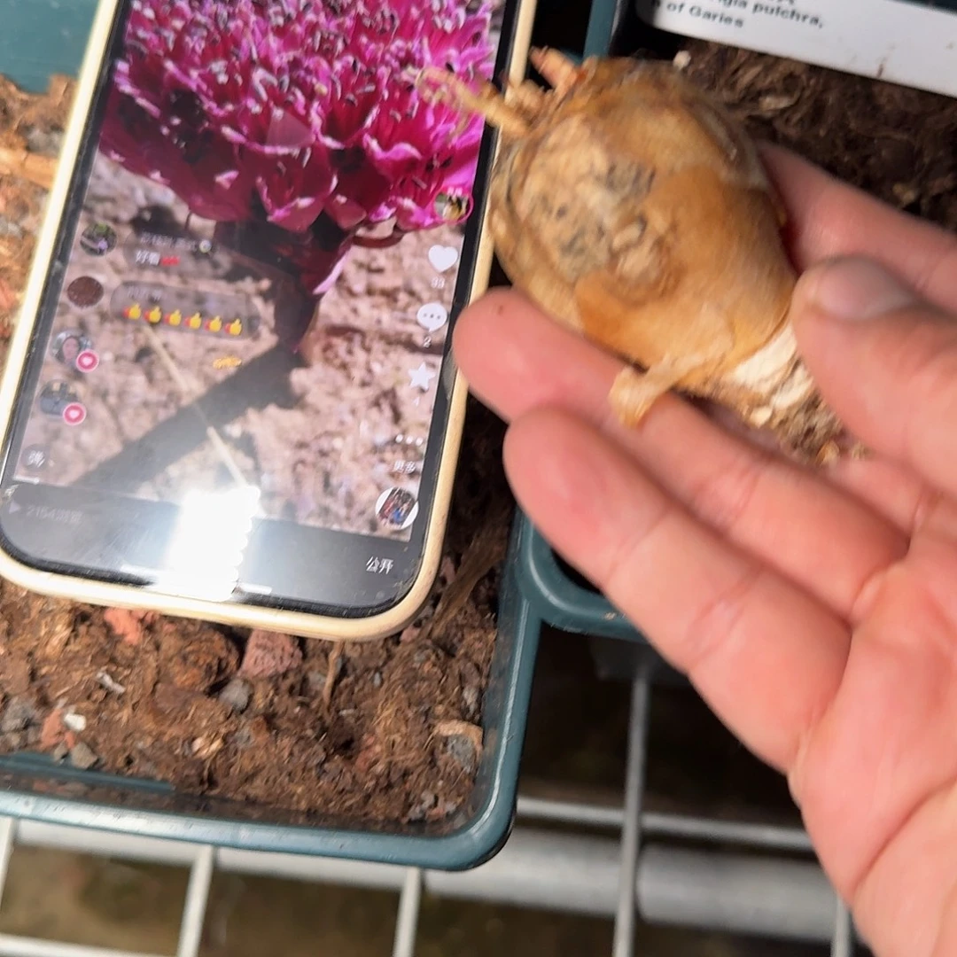 bp灯台百合已经发根