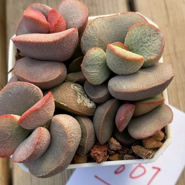 1867一颗一颗一颗