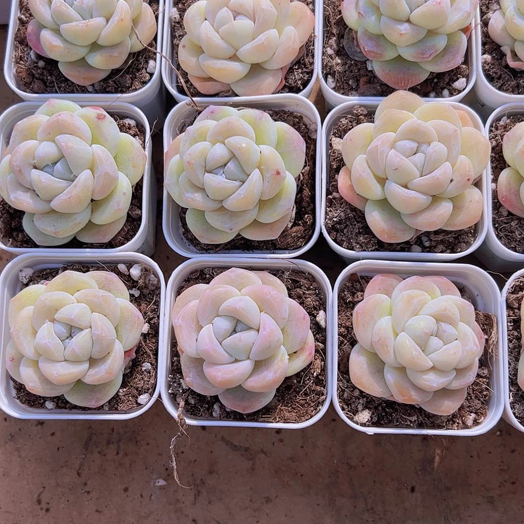 奶冰带盆带土19包邮