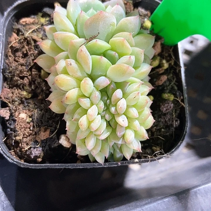 多肉植物冰魄缀671