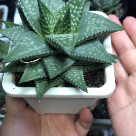 大银河母本带土团发货