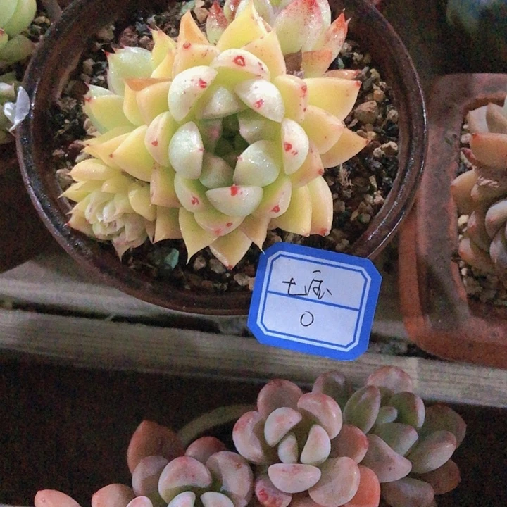 【闪购商品】柒*七宝