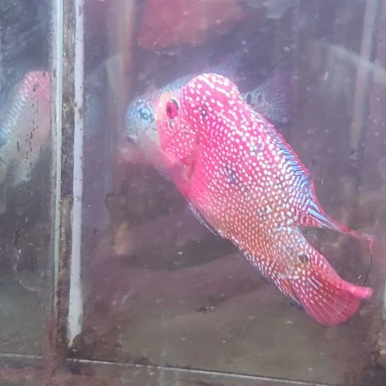 海水鱼22222222222222