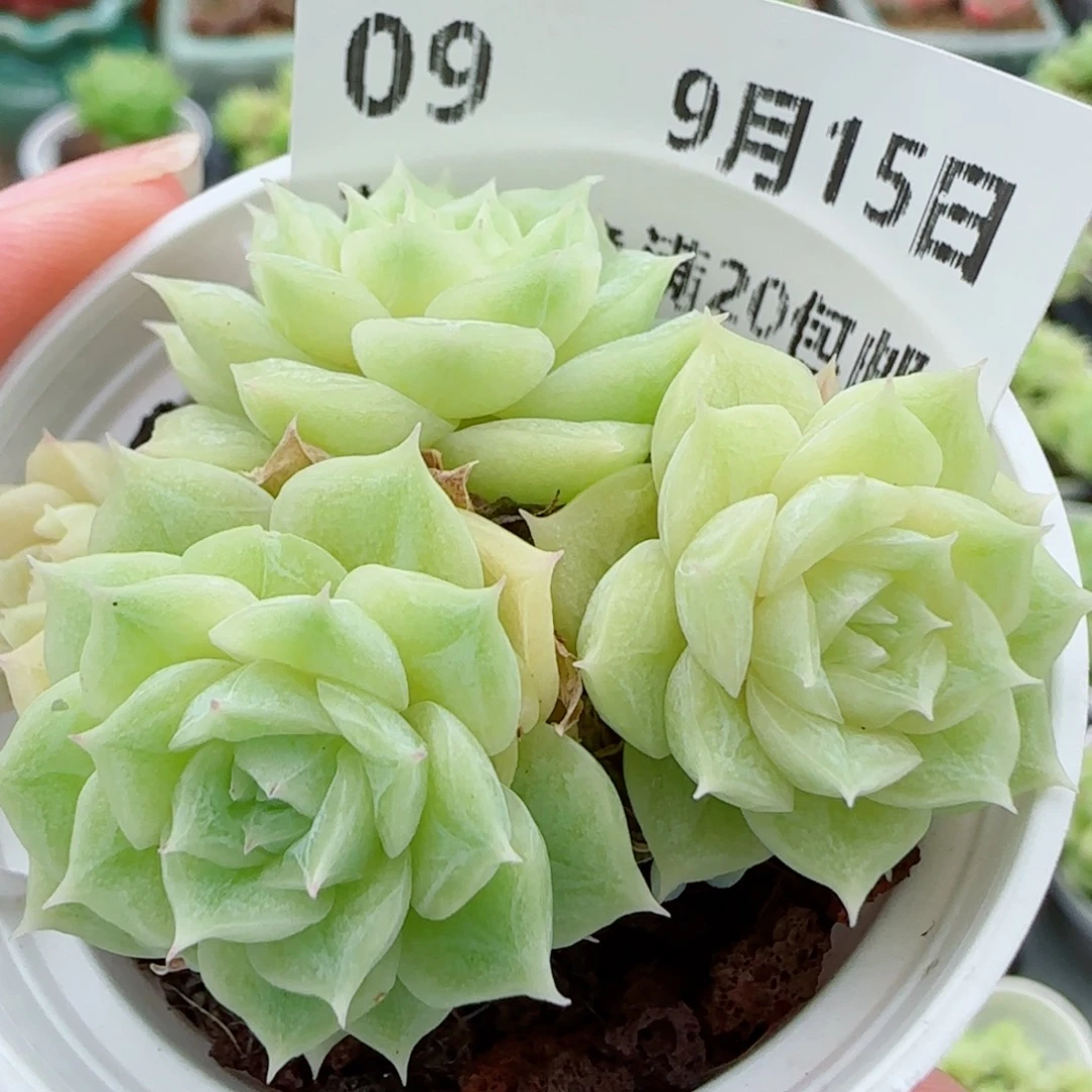 花语逸镜0915-09散
