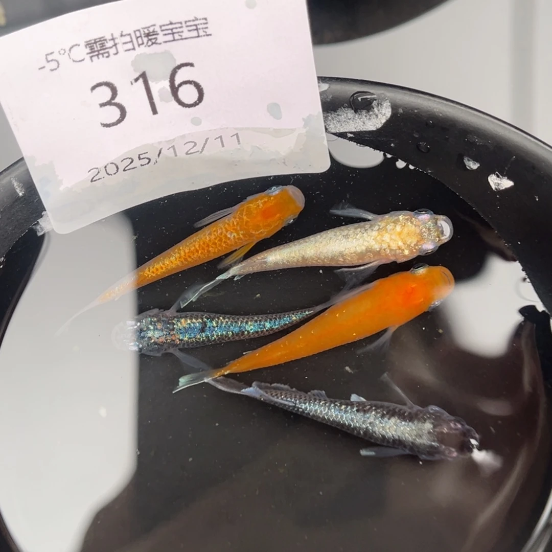 青鳉鱼316混搭5尾