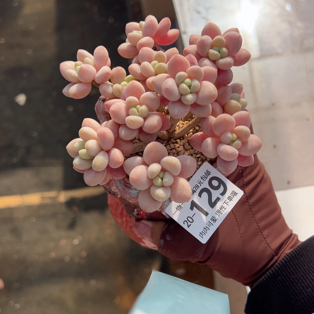 鱼子酱多肉多肉多肉多肉