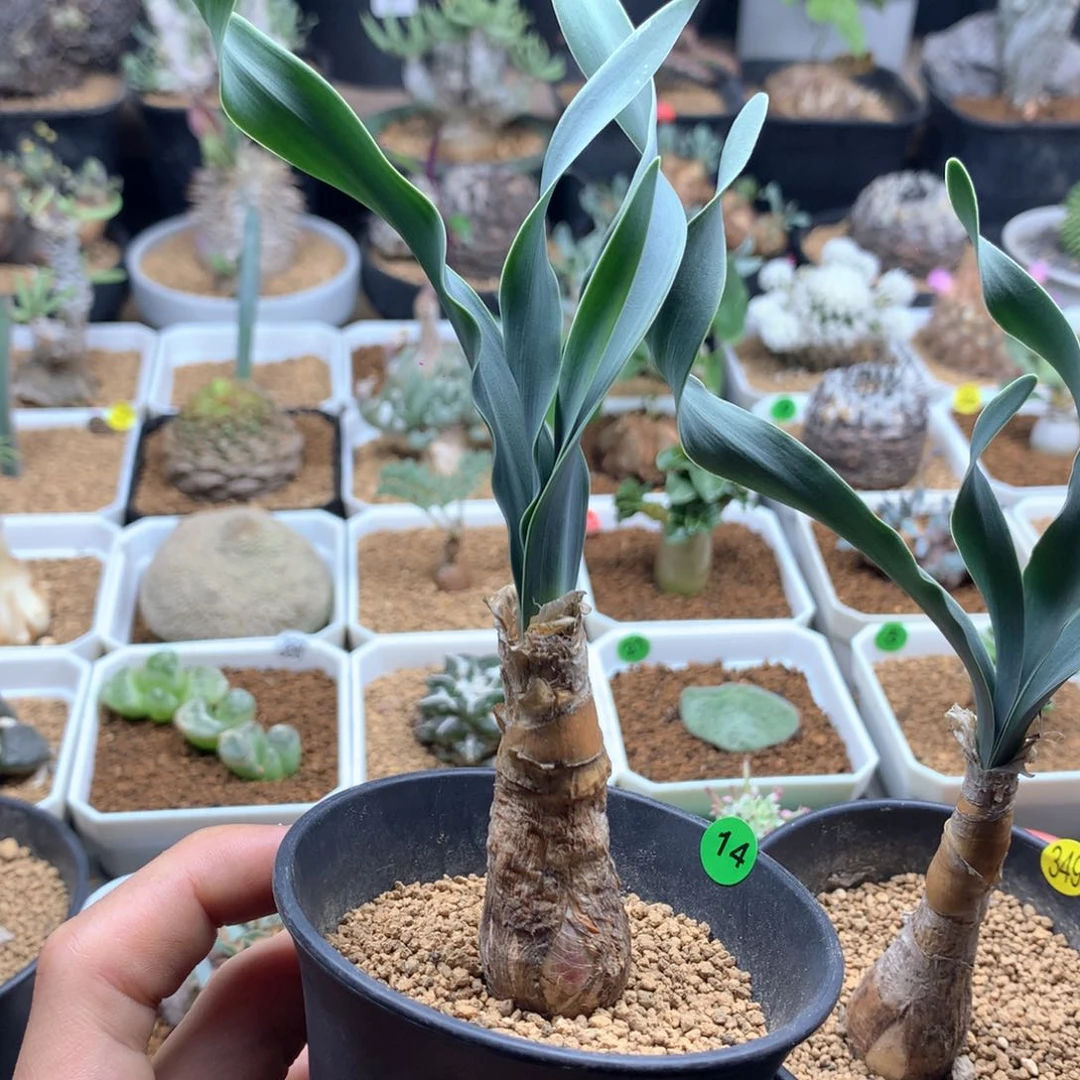 H*c巨凤之卵带盆发货