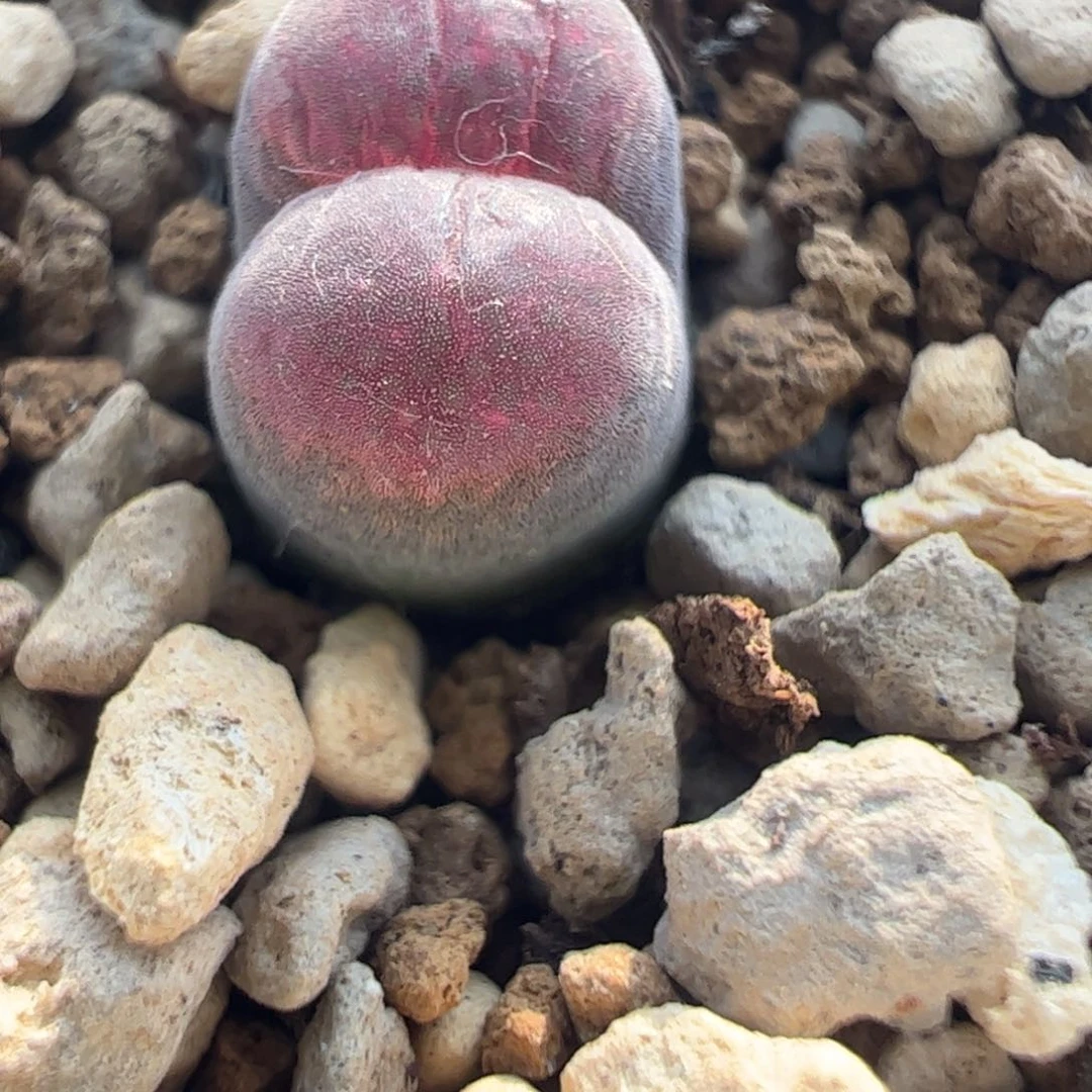 316 好看的多肉冲冲冲