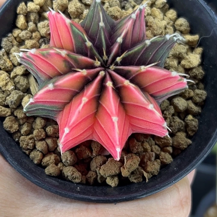 泰国米哈仙人球实生