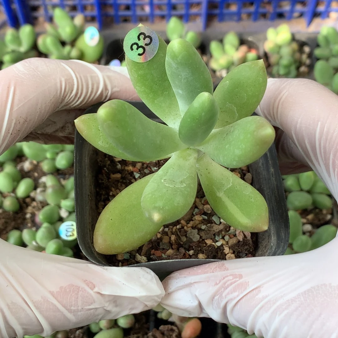 芒果锦多肉植物33