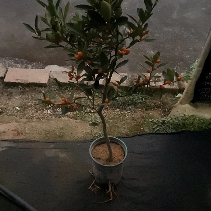 豆豆盆栽阿****羊