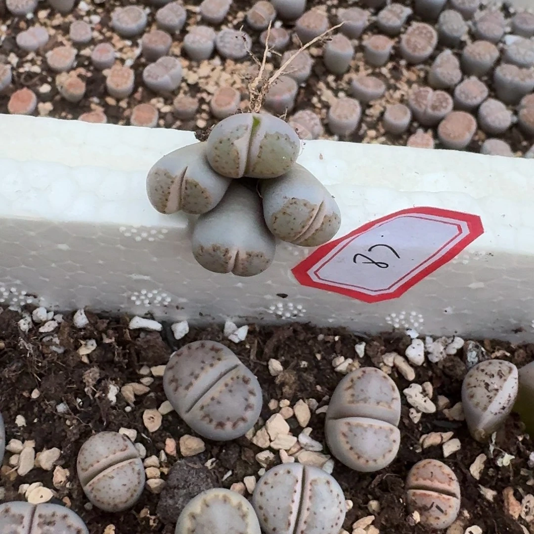 87多肉哈哈哈哈哈哈