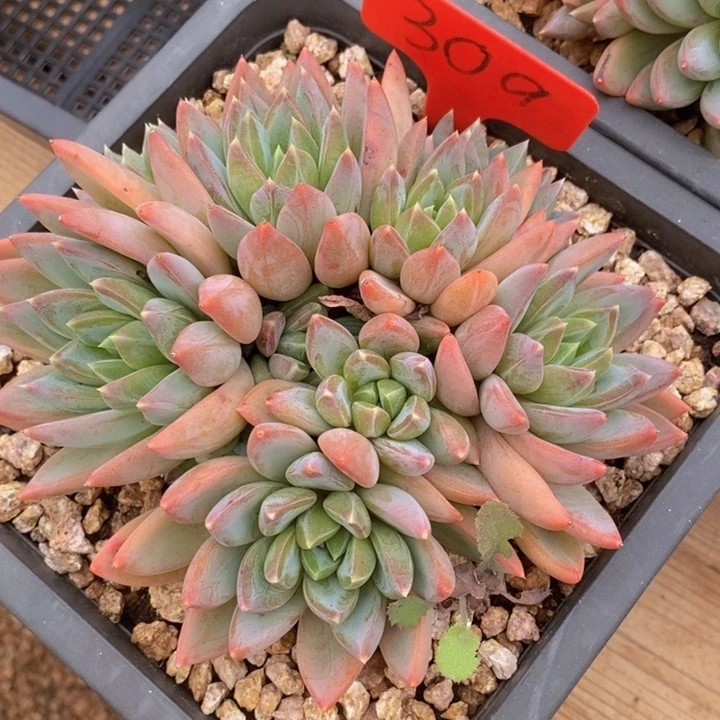 你就在家里吃好吧亲爱