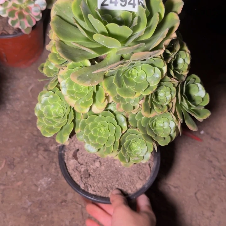 24946辛尼亚多肉植物