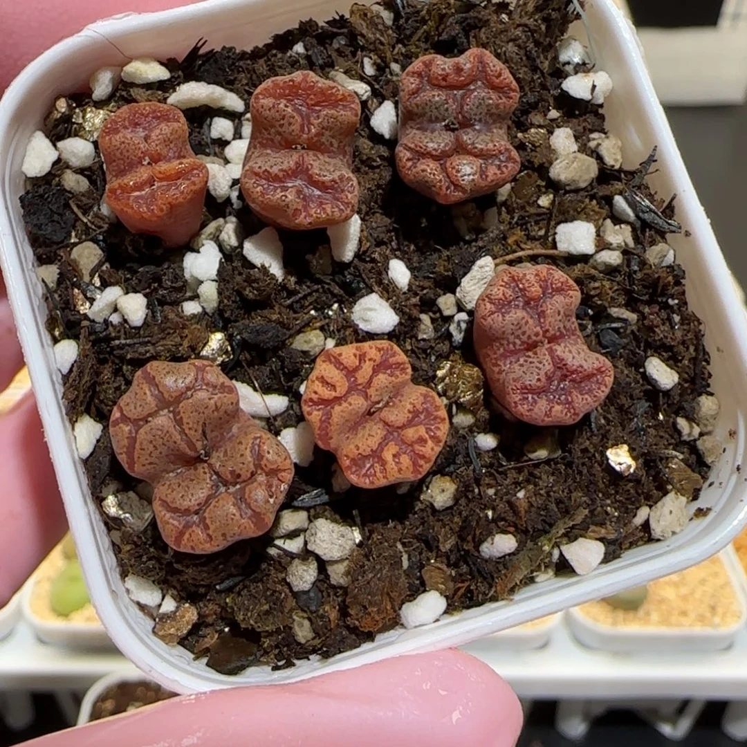 肉锥多肉植物百科25-蝴蝶一盆590