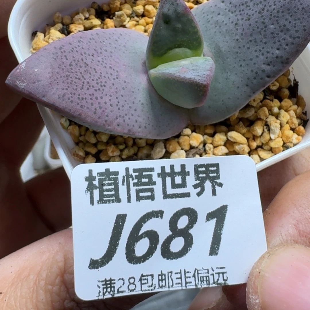 多肉植物的润泽fghh