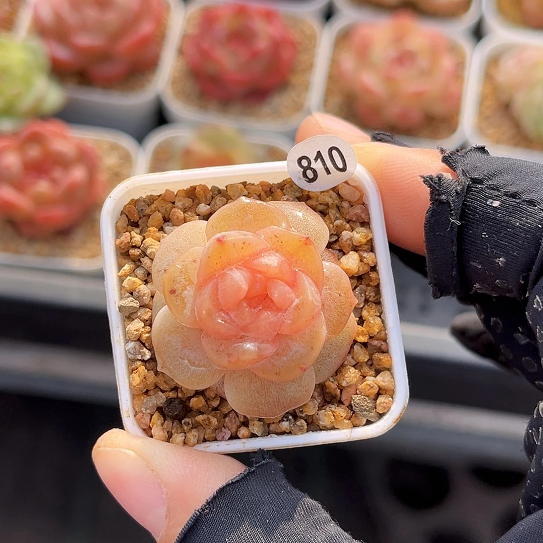 810  若梦珍妮多肉18包邮