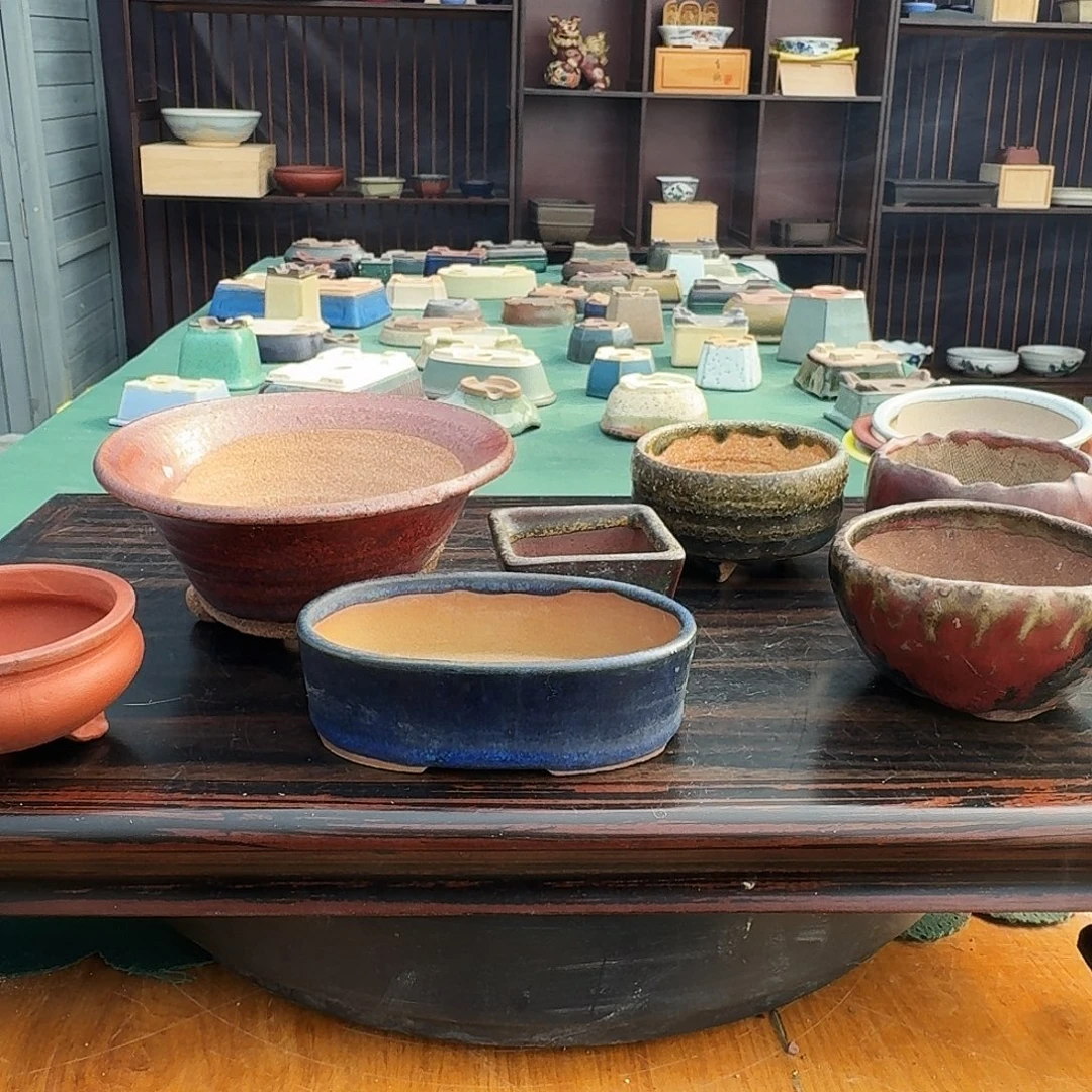 佟***为无花朵进口杜鹃盆栽盆器