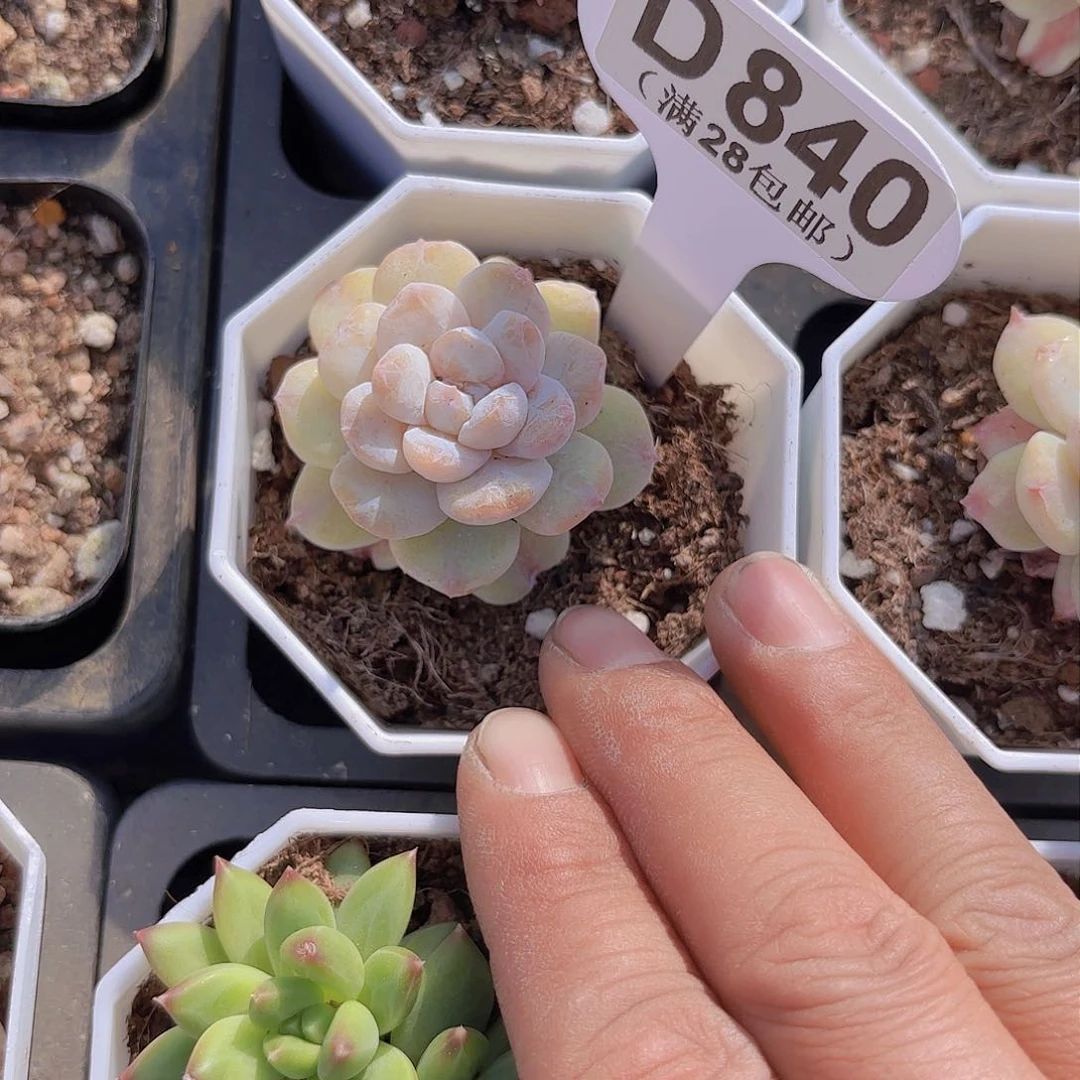 D840水晶裙摆一物一拍