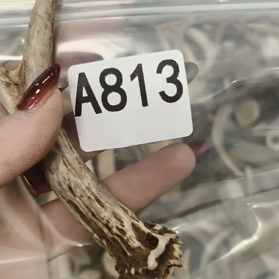 菜***羊鹿角鹿角鹿角鹿角鹿角鹿角