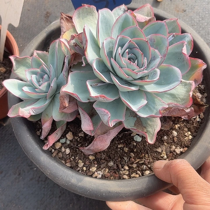 两单包邮，一物一拍51雪家