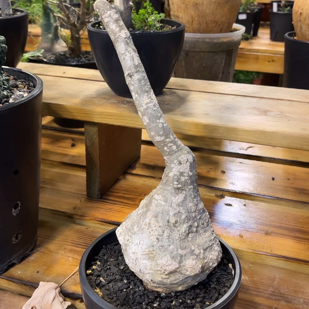 汤圆植物老家红叶西番莲