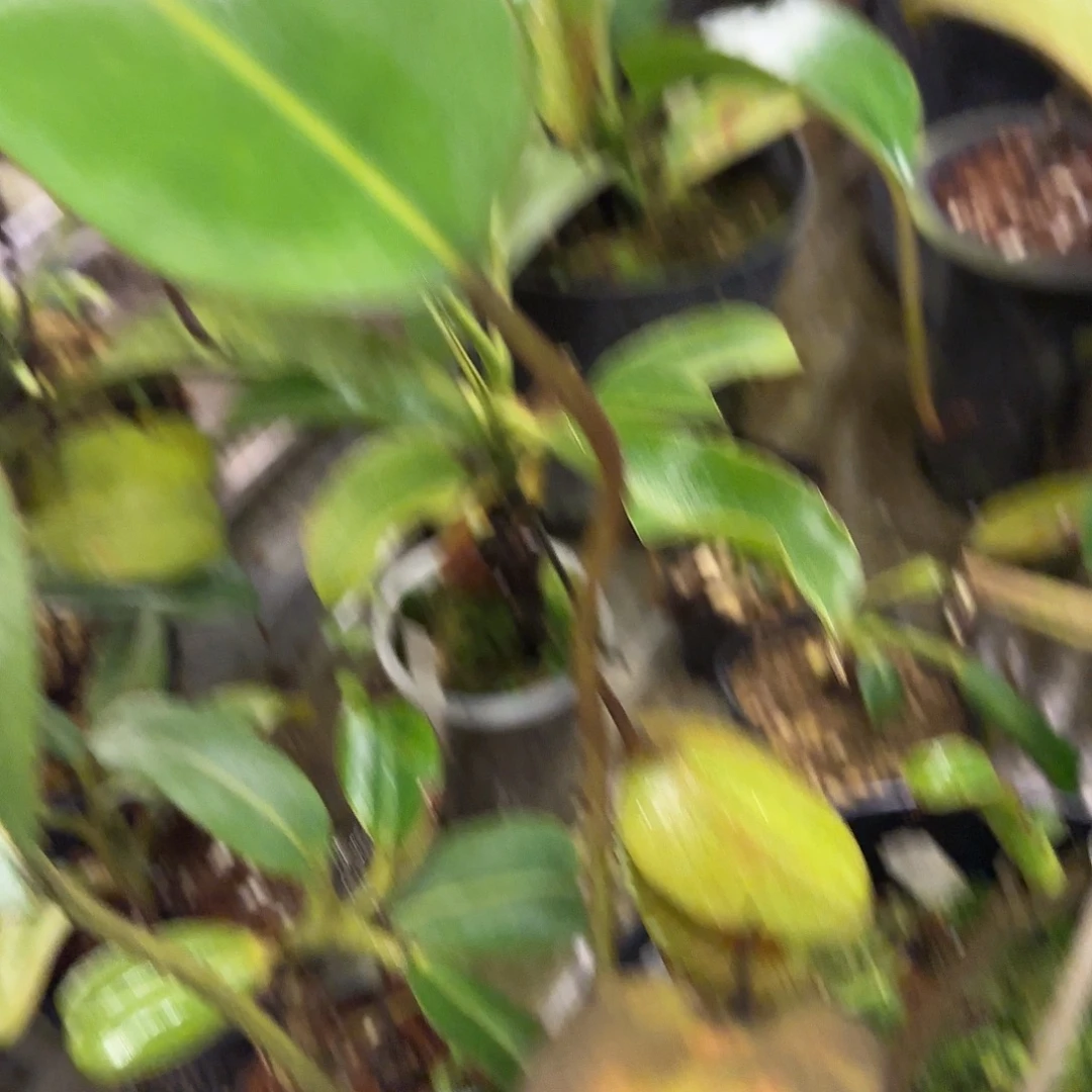 寒***无花朵专拍VLB✖️VLB 种荚