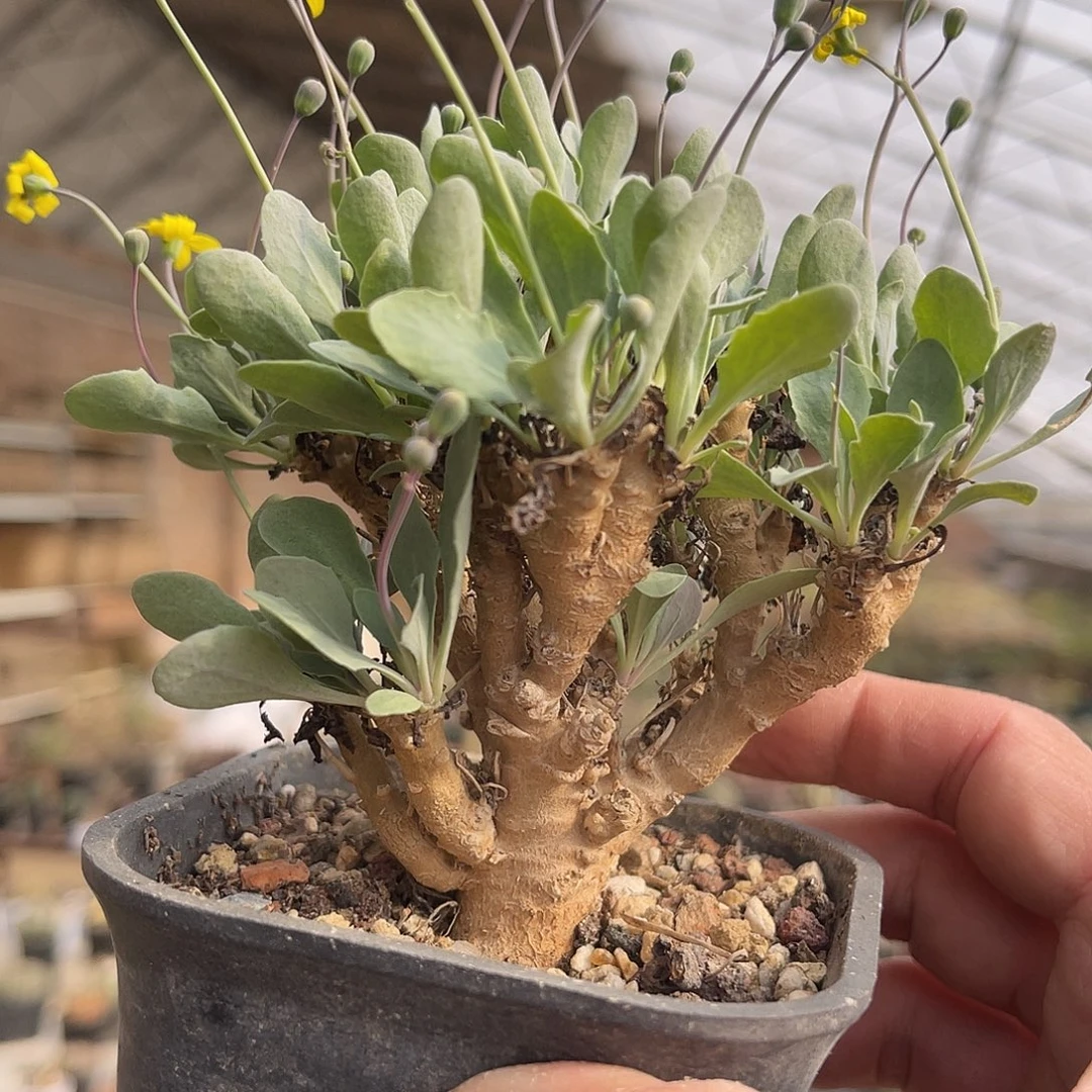 实生装甲厚敦菊块根