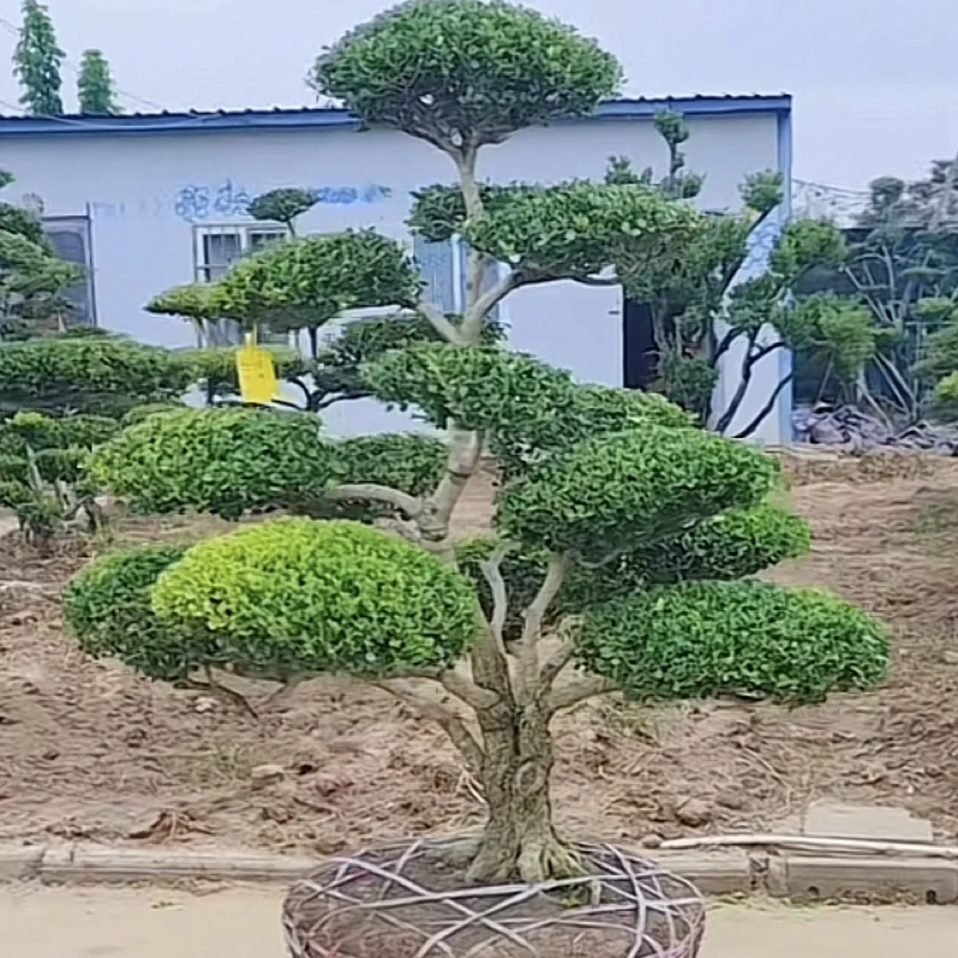 黄杨地景造型黄杨盆景适合农家庭院摆放