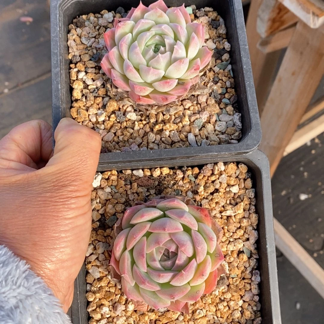 精品多肉一物一拍77