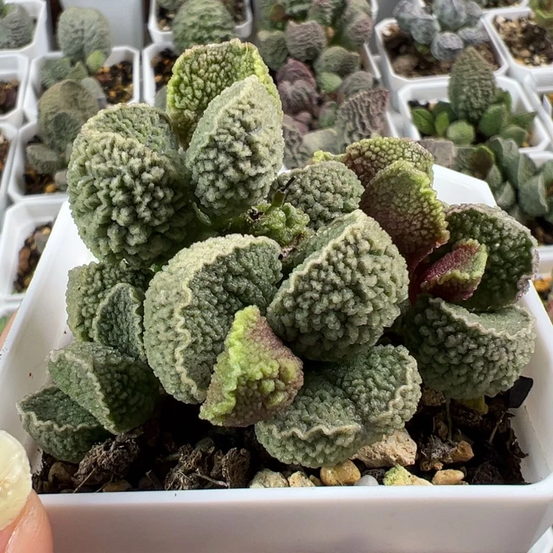 实生新品多头纯木质桩多肉植物水泡