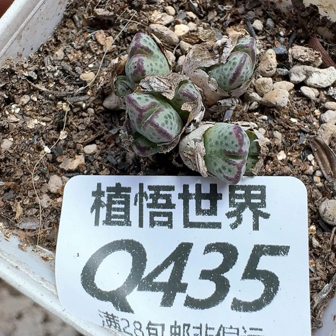 多肉植物的润泽需