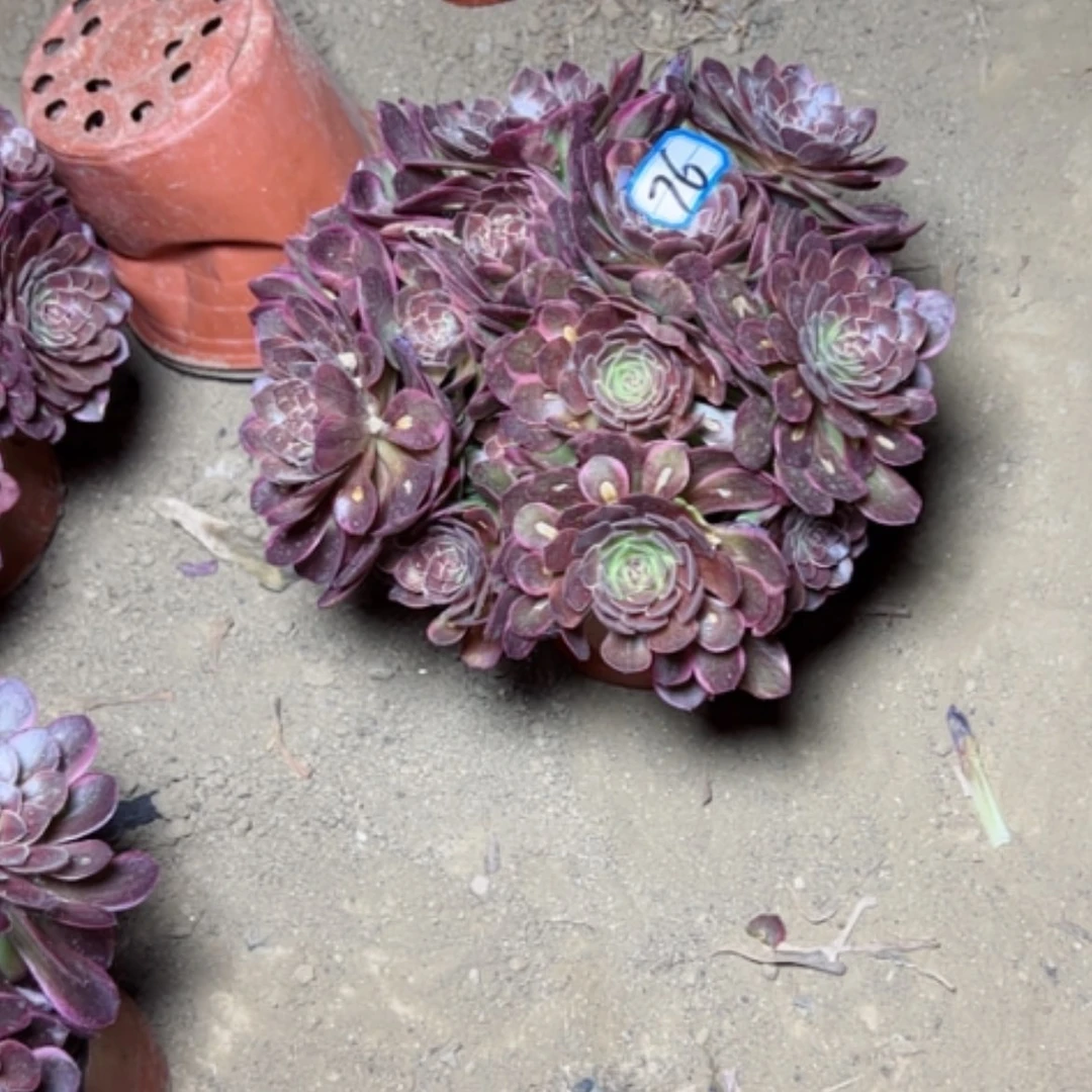 【闪购商品】唯*多肉植物半夏76