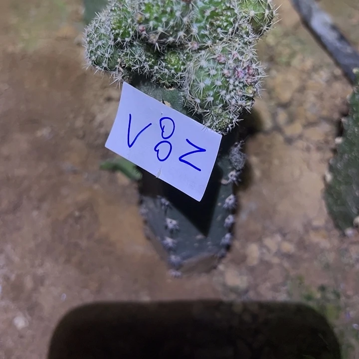 开***云V82袖普嫁接宝山湖泊30