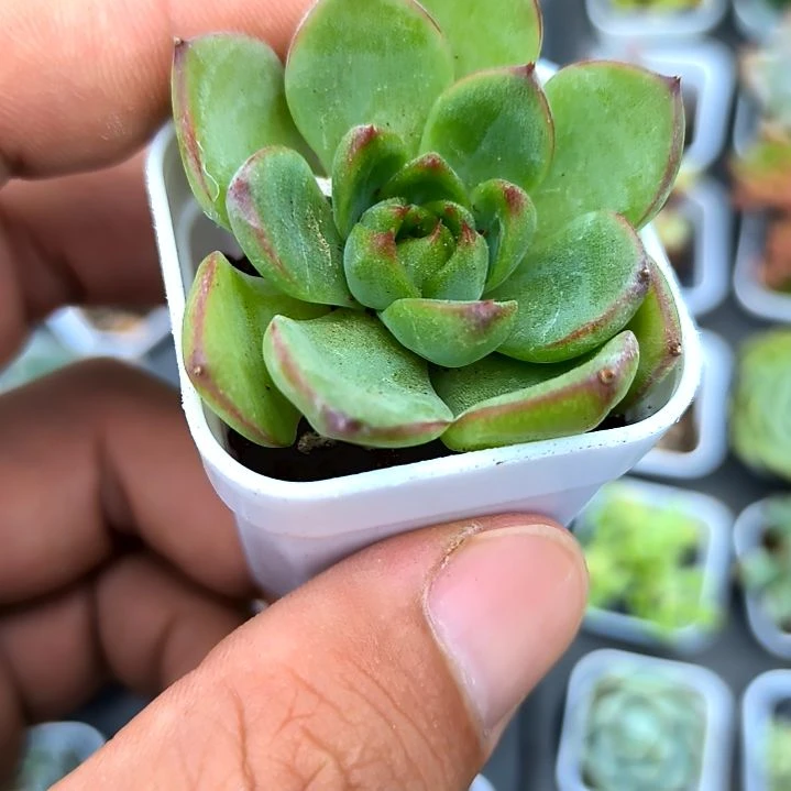 月亮石，满7元包邮