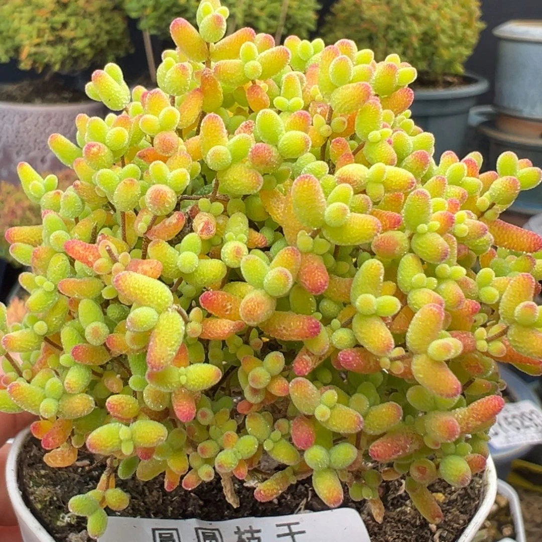 开播炸u988精控小老桩蜜橘糖球冠幅6.5cm