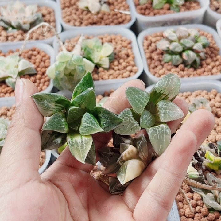 ღ****十二卷 锦3颗福利