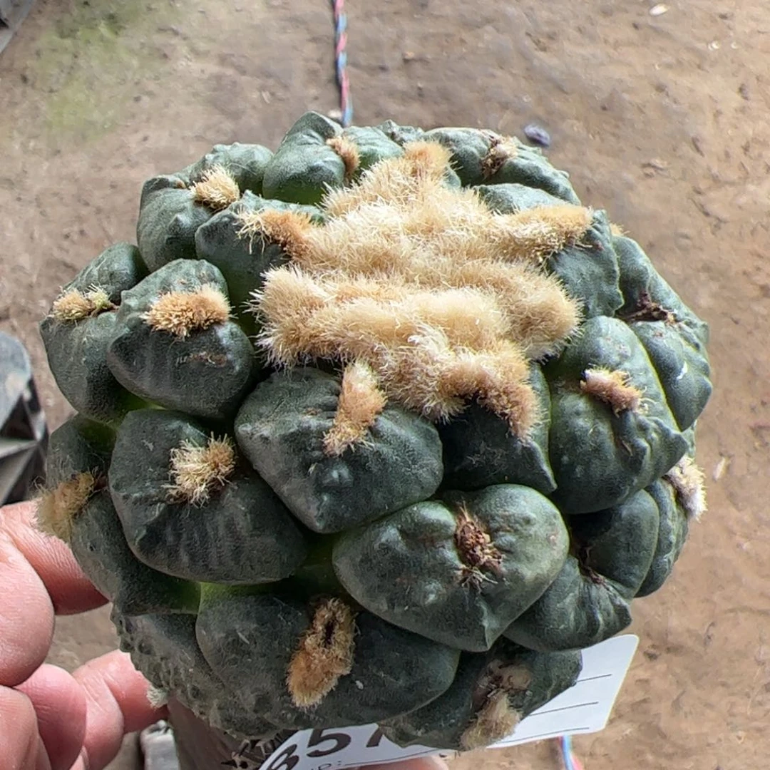 大尤连山牡丹仙人球857