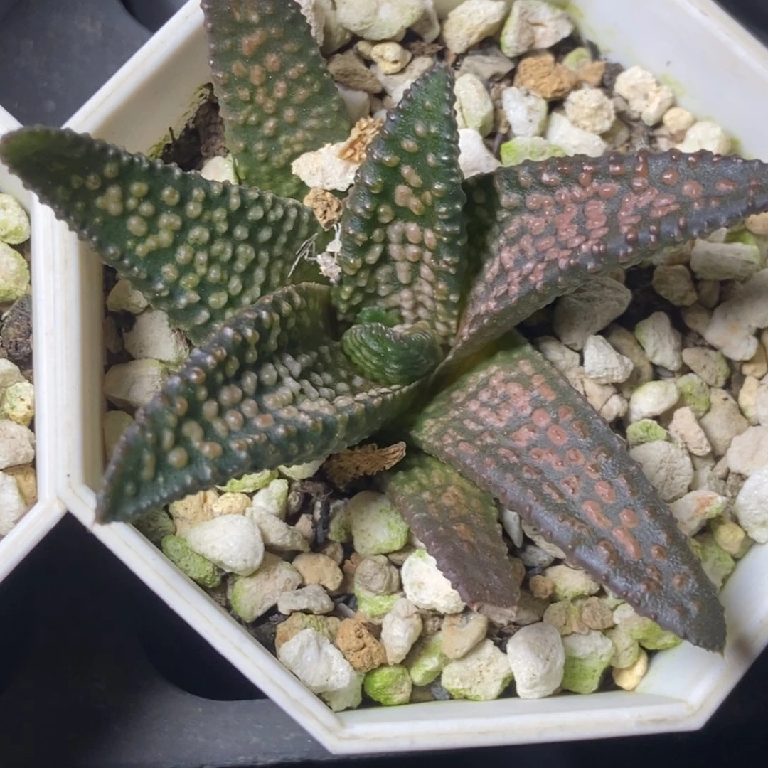 无菌播实生硬叶繁殖苗一物一拍