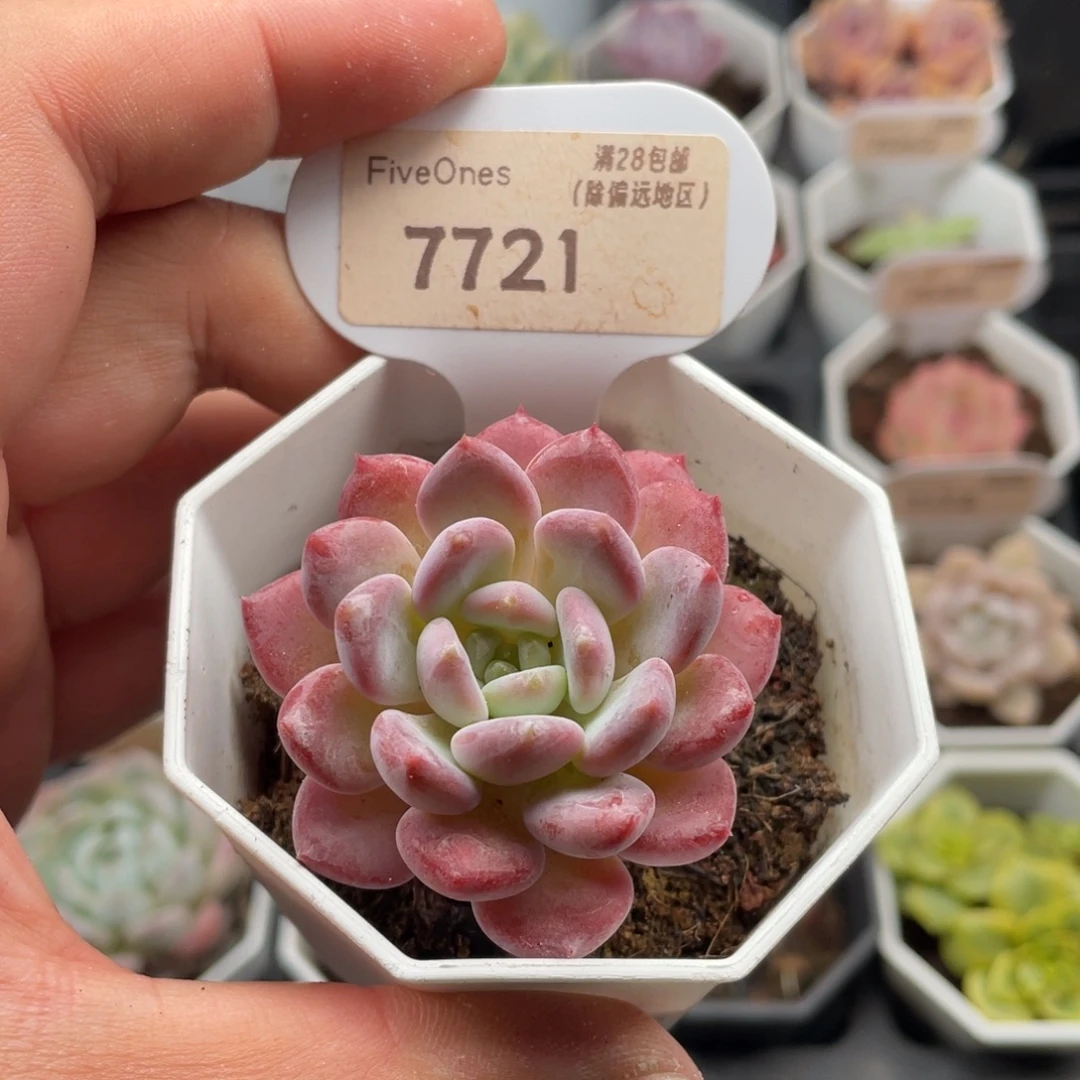 水晶琥珀7721-5厘米