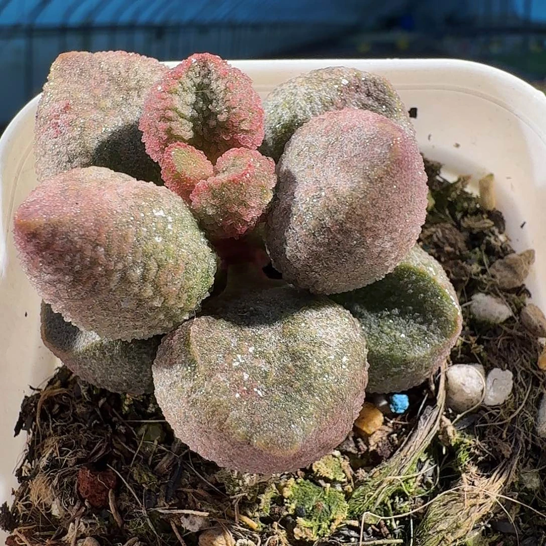 水蜜桃