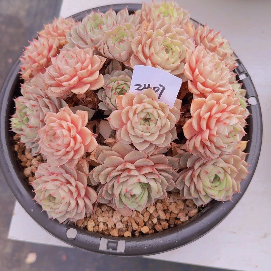 2407本吧多肉植物