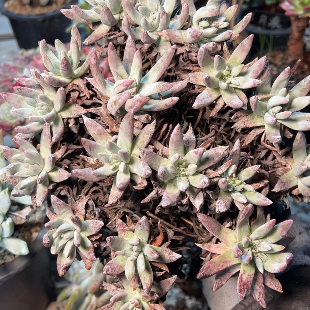 129哈哈哈哈哈哈哈