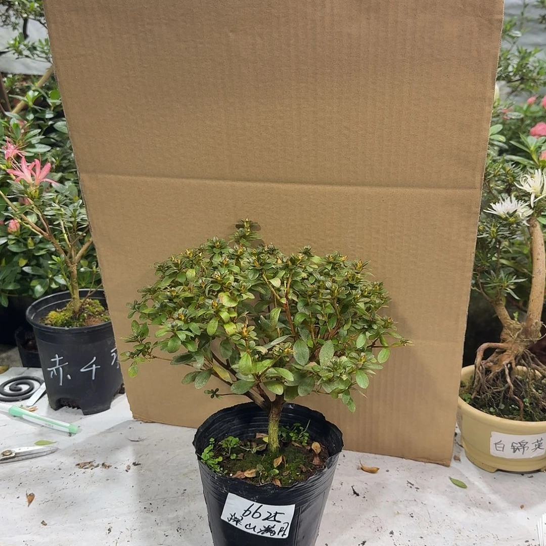 简***）完全开放深山满月