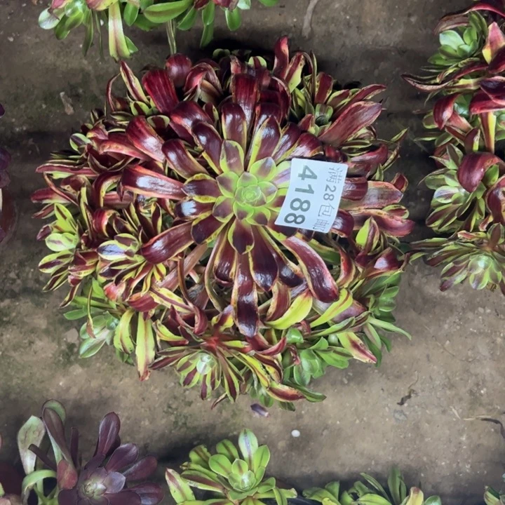 4188欧嘉莉多肉植物