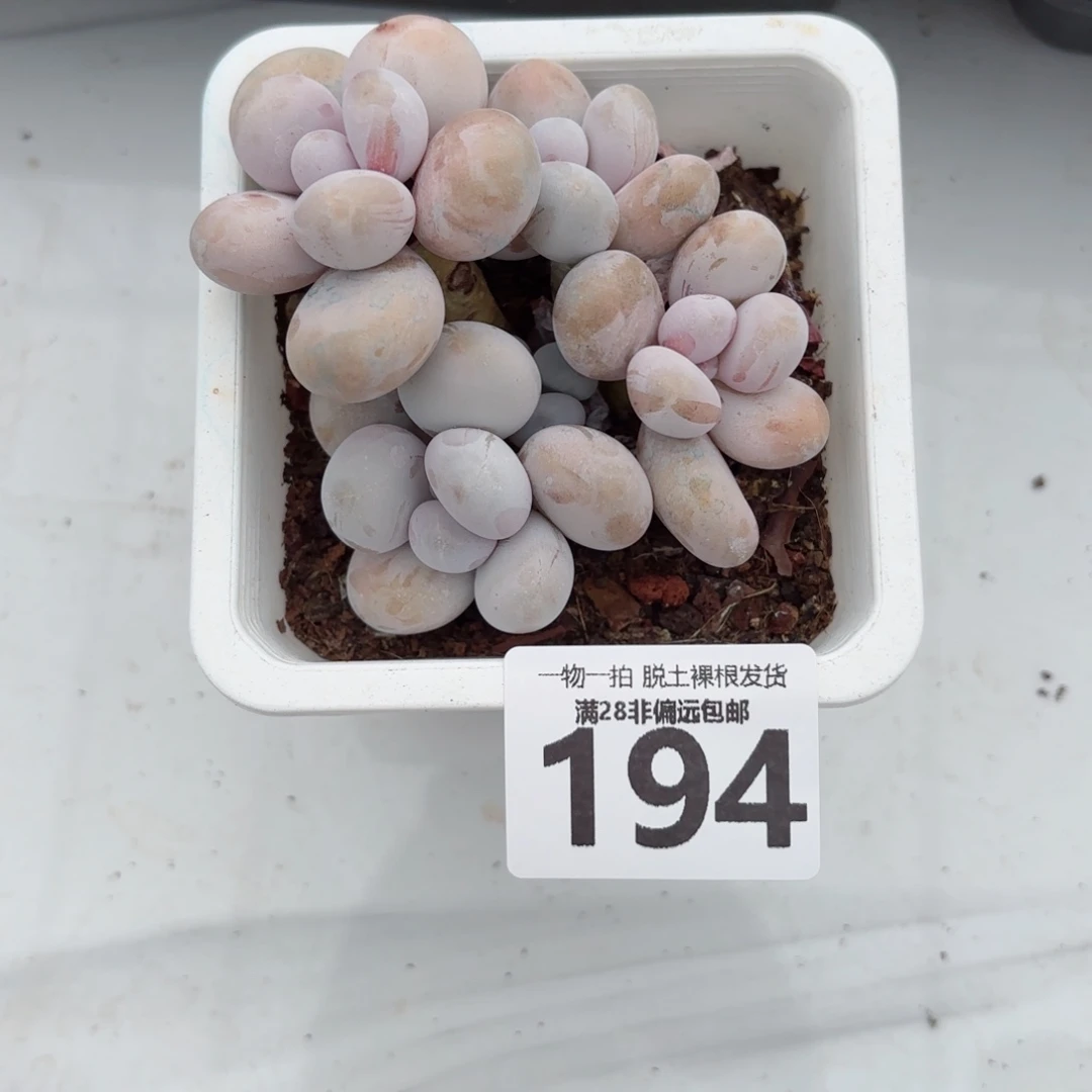 奶酪老桩无盆土发货