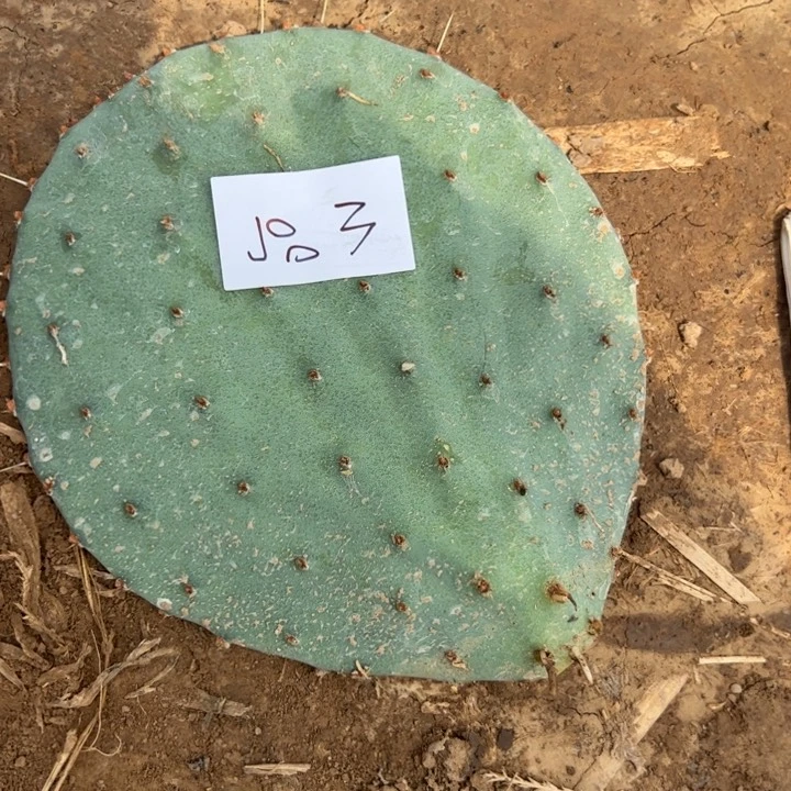 猪***女J83白狗仙人掌叶片一个15