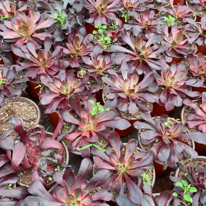 火凤大单头啊啊啊