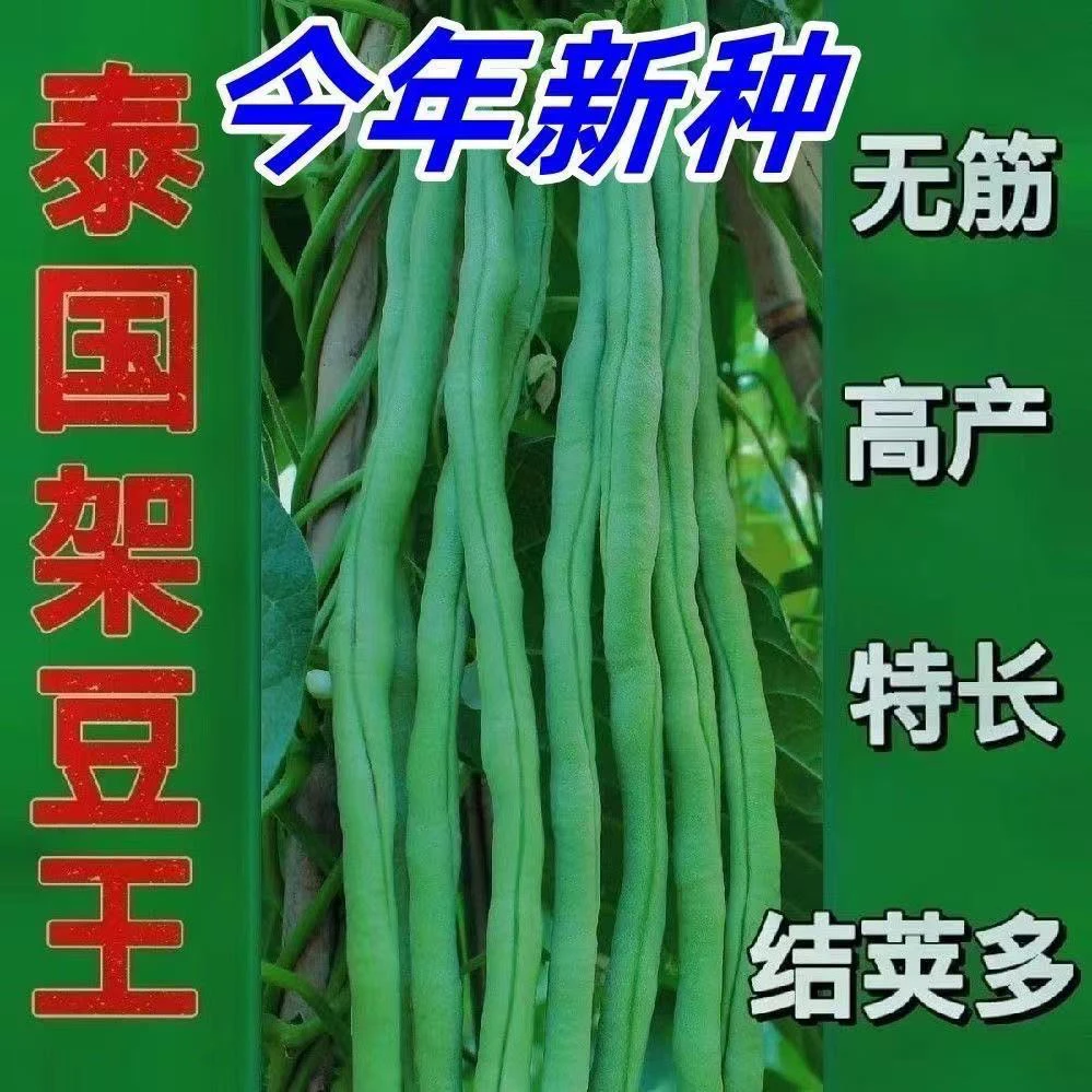 泰国无筋豇豆苗，新疆焉耆大棚直发高产不打架