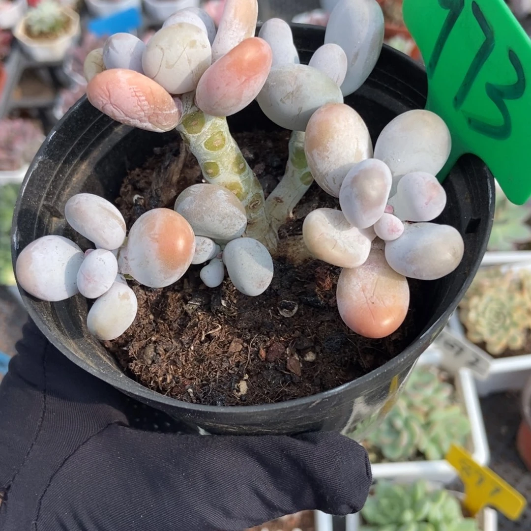 973橙雪球多肉植物